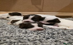 English Springer Spaniel dogs for sale: English Springer Spaniel Puppies - Image 6