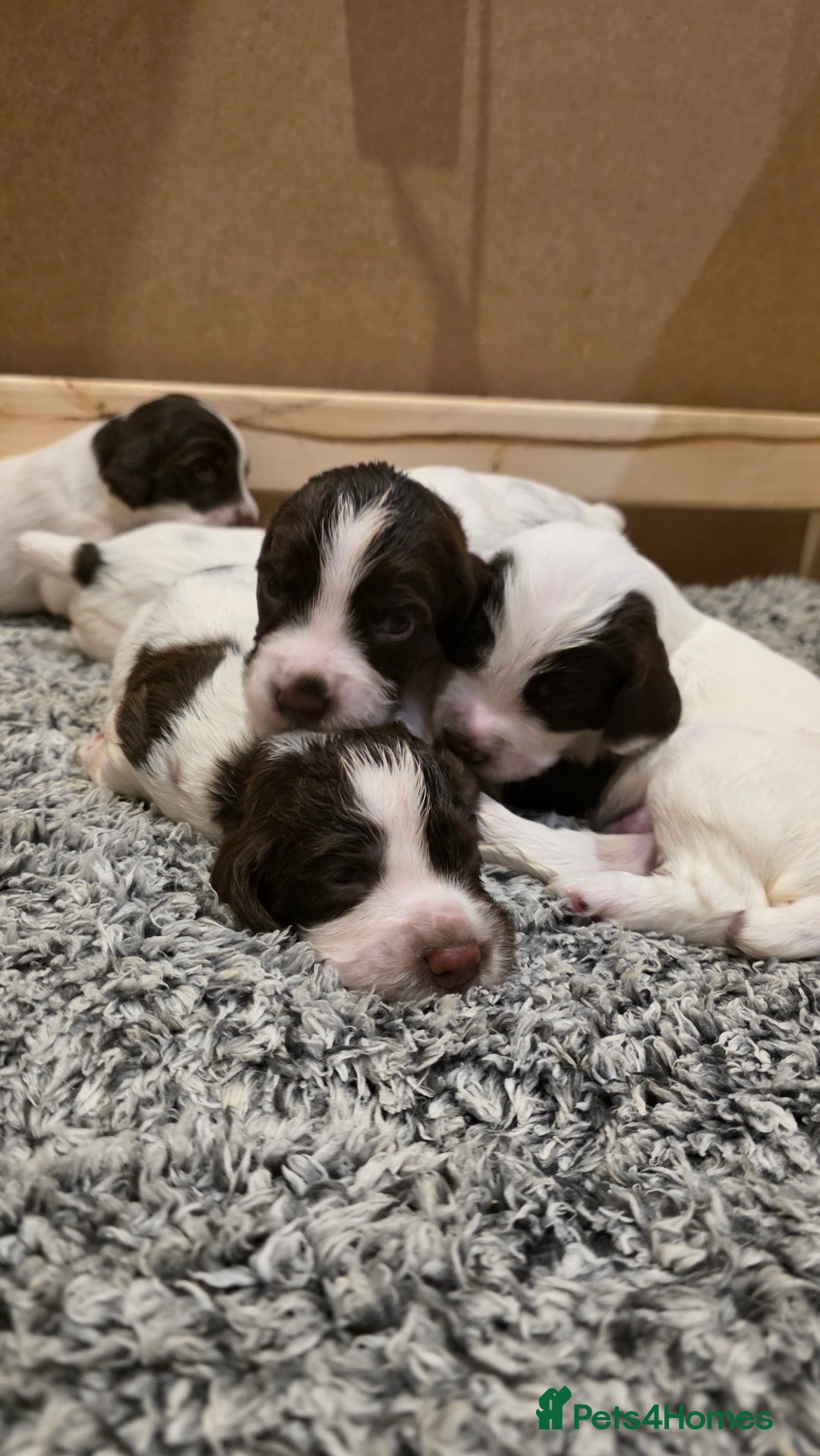 English Springer Spaniel dogs for sale: English Springer Spaniel Puppies - Image 6