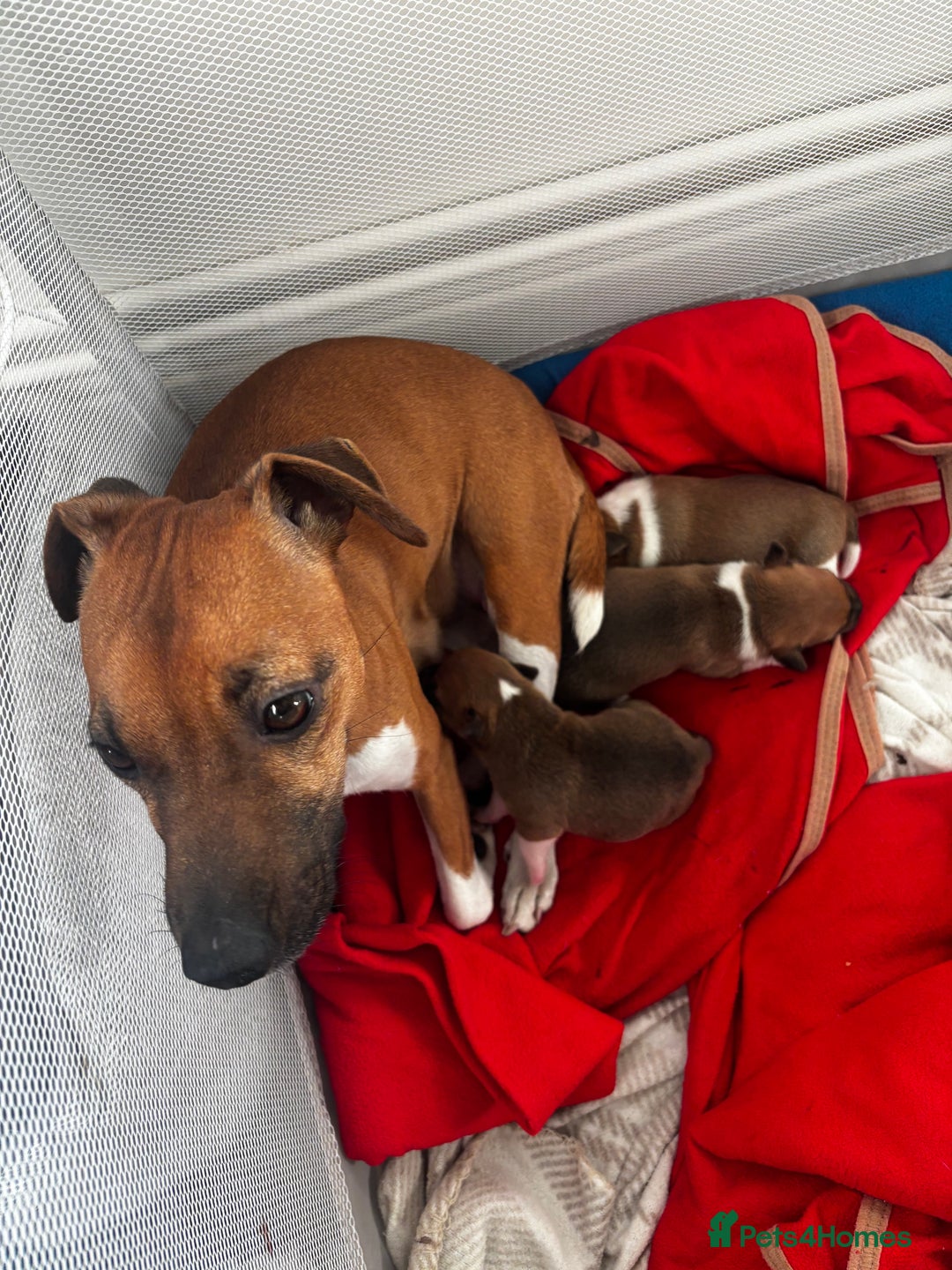 Plummer Terrier dogs for sale: 2 boys available  - Advert 3