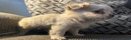 Chihuahua dogs for sale: Perfect Russian line chihuahua  - Advert 6