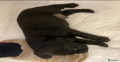 Labrador Retriever dogs - Advert 11
