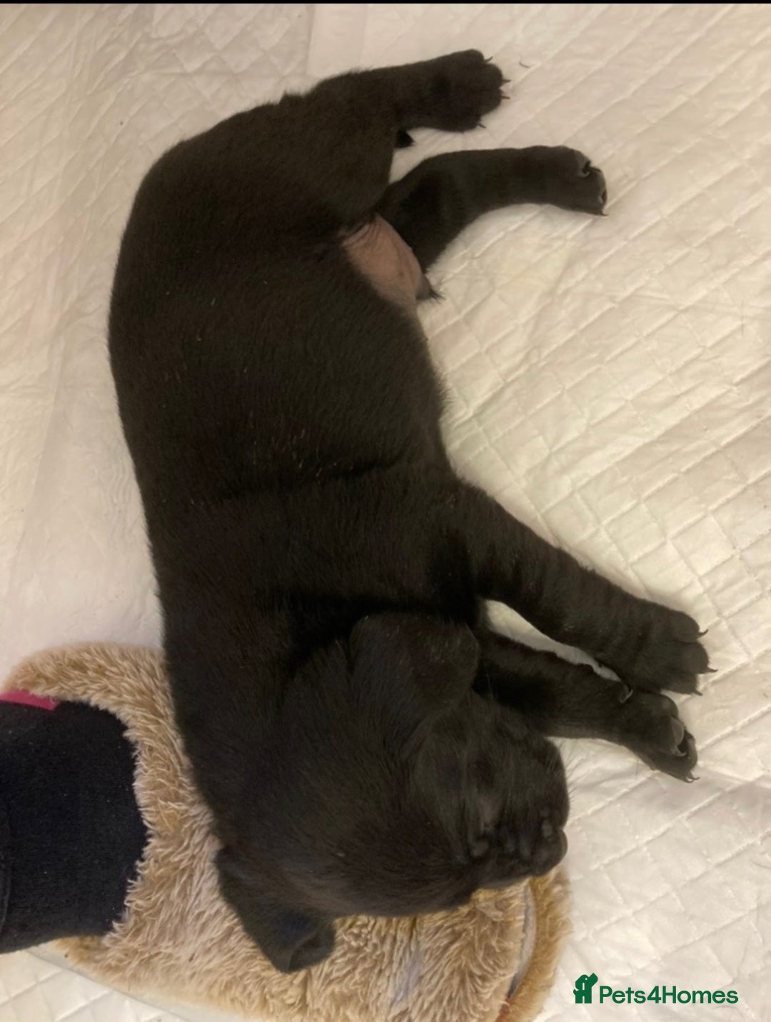 Labrador Retriever dogs for sale: KC Registered Labrador Puppies - Image 2