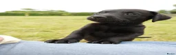 Labrador Retriever dogs for sale: Working KC Black Labrador Pups - Advert 6
