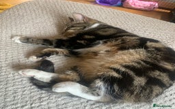 European cats for sale: Male Stefan for sell!!!! - Image 2