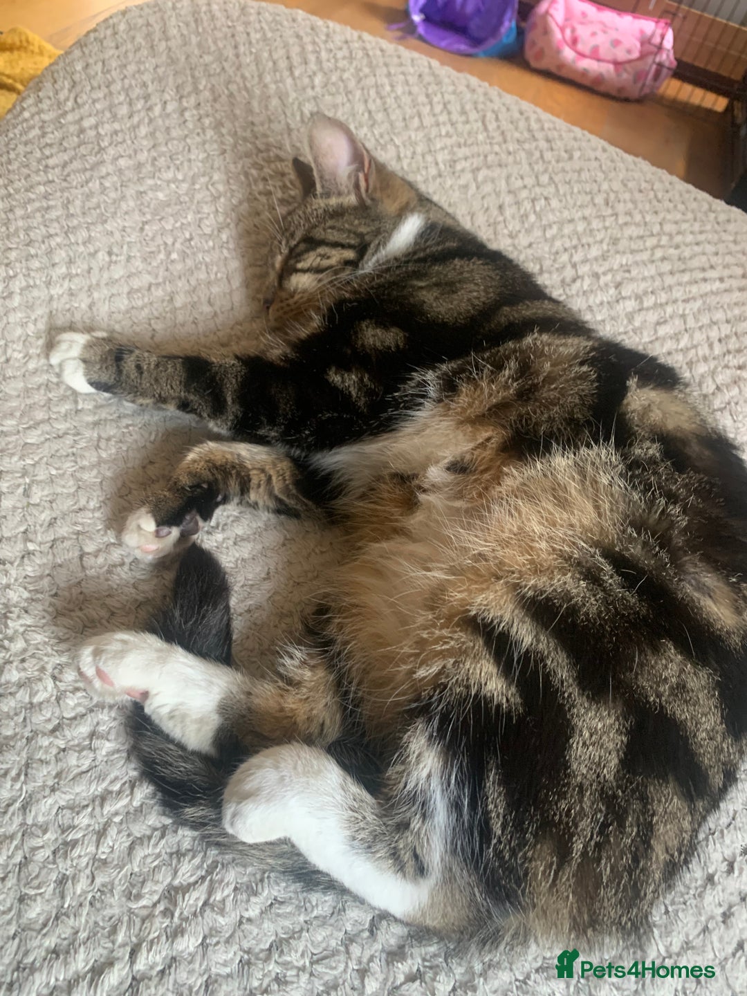 European cats for sale: Male Stefan for sell!!!! - Image 2