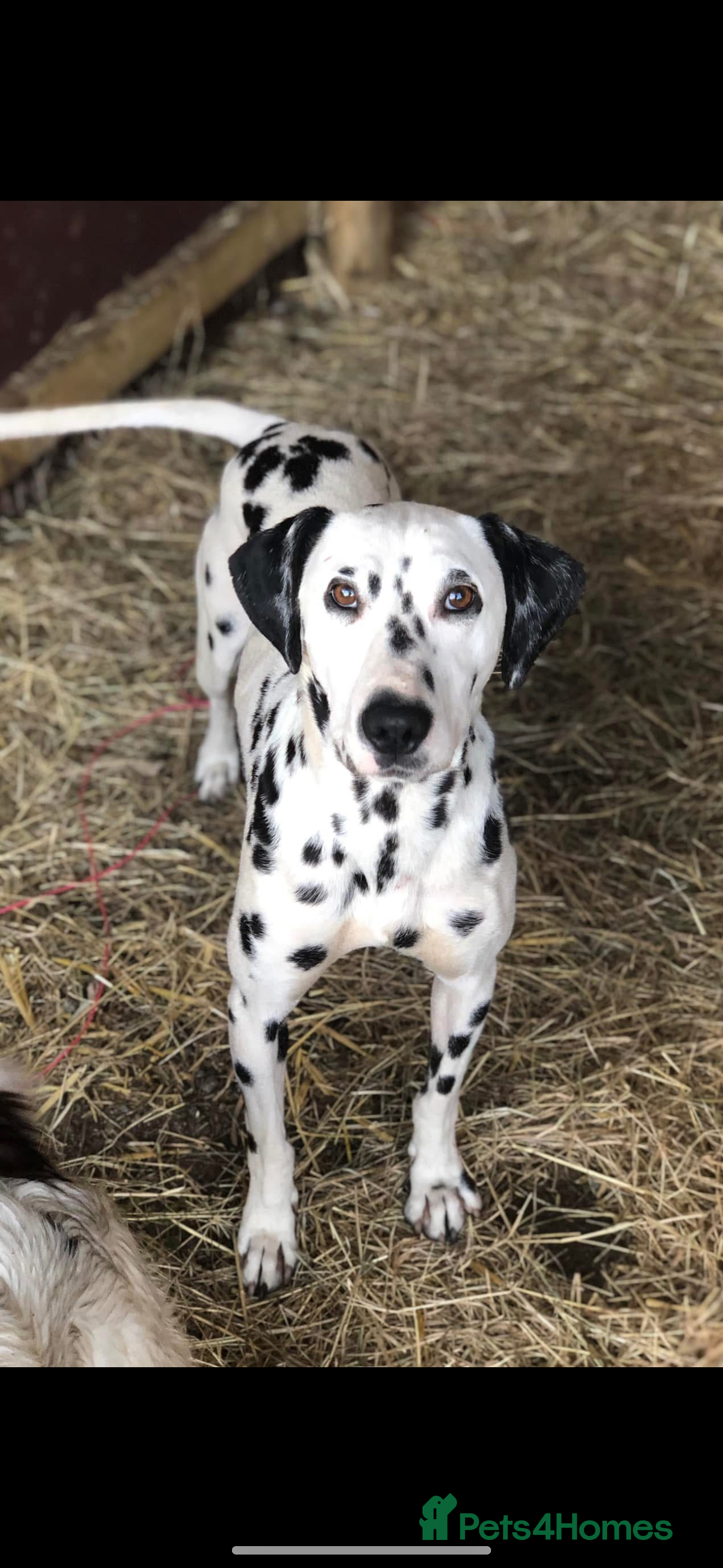 Dalmatian dogs Rehome Dalmation Bitch - Advert 2