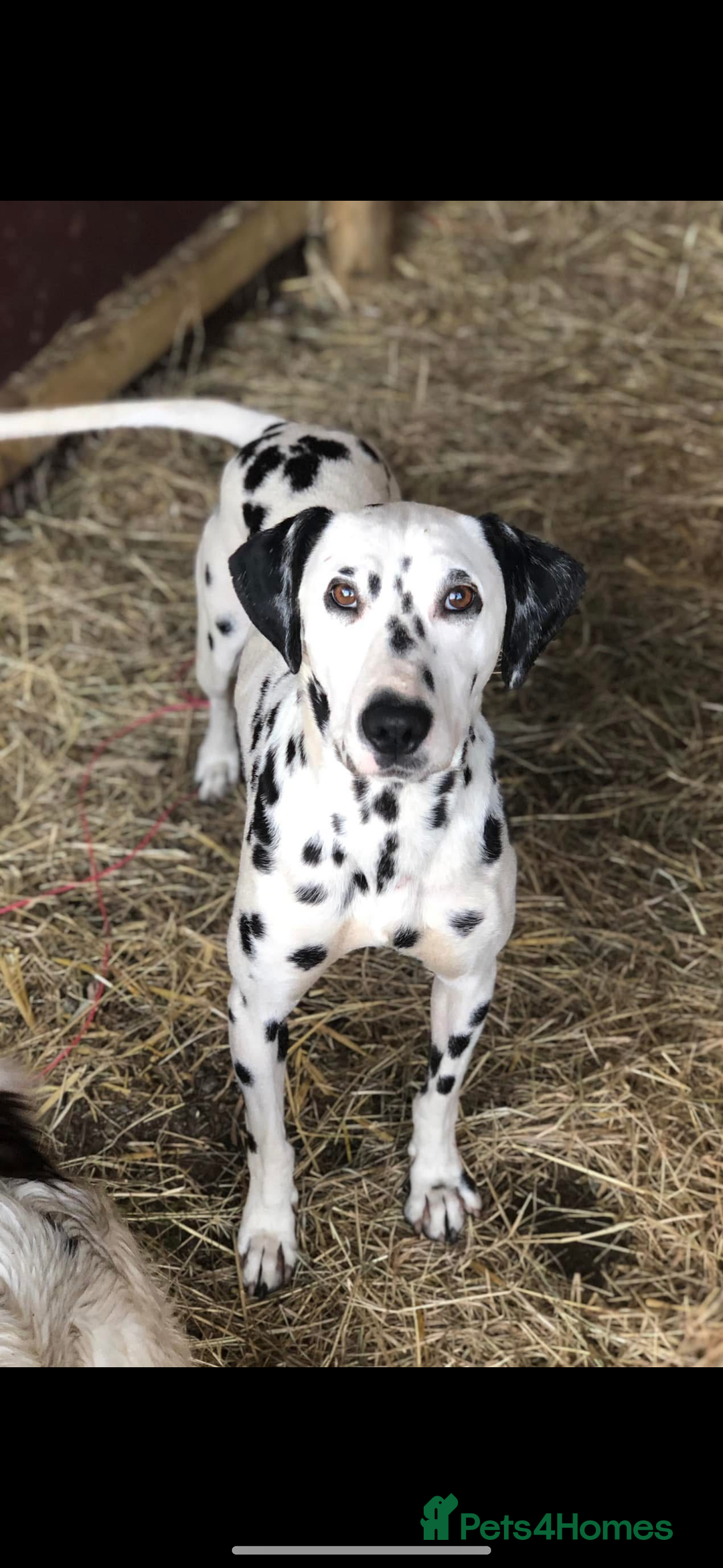 Dalmatian dogs for sale: Rehome Dalmation Bitch - Advert 1