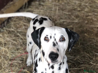 Dalmatian dogs Rehome Dalmation Bitch - Advert 6