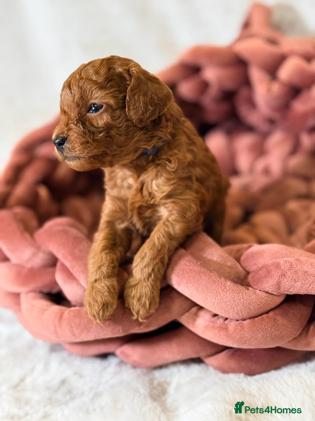 Toy Poodle dogs for sale: ❤️ Exceptional Asian Red Toy Poodle Puppies ❤️ - Advert 29