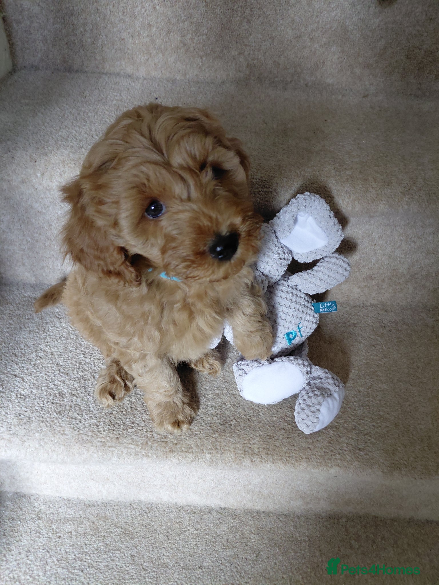 Schnoodle dogs Miniature Schnoodle puppy / Last boy available  - Advert 1