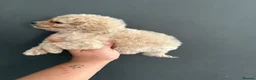 Cavapoo dogs for sale: Amazing F1B Cavapoos  - Advert 34