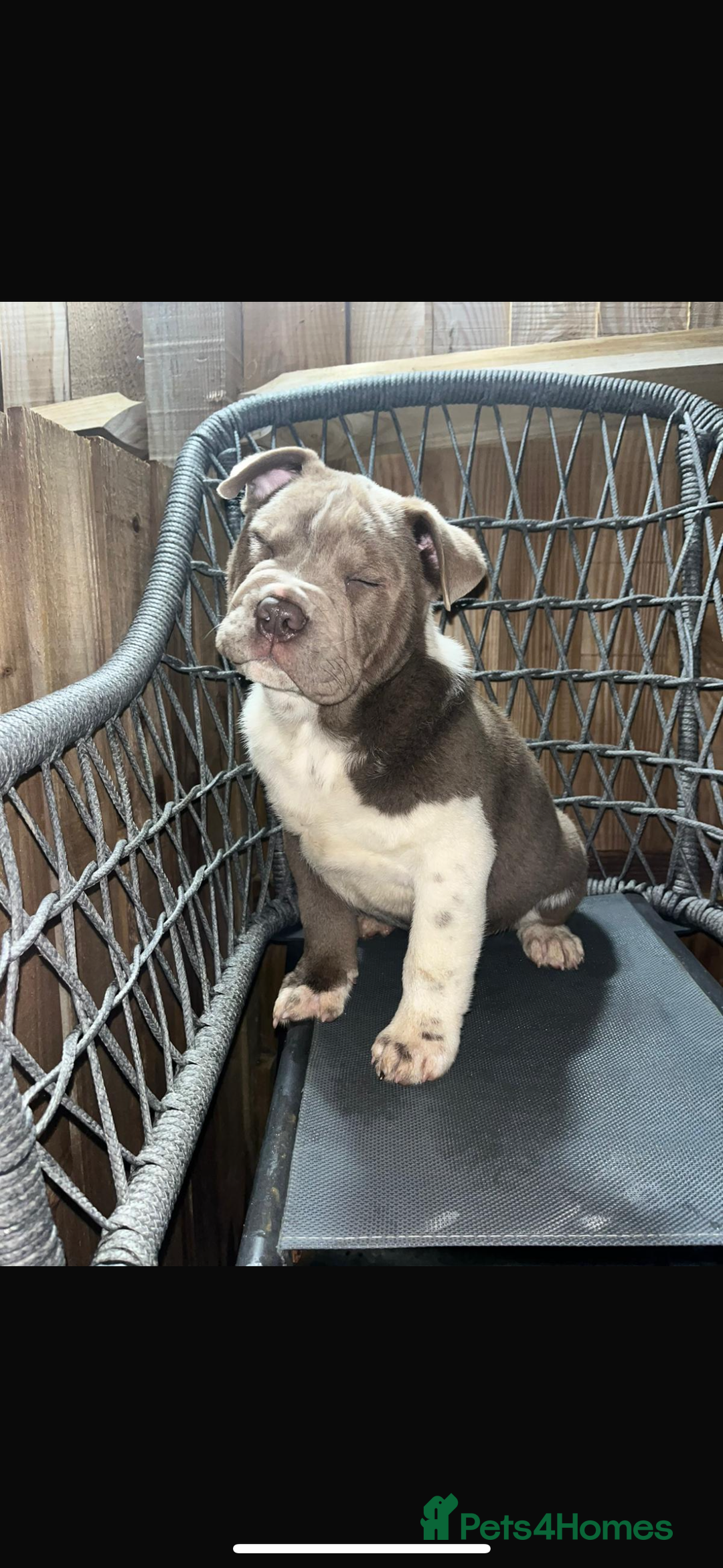 Mixed Breed dogs for sale: British bulldog cross chowpei puppies - Advert 5