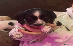 Bocker dogs for sale: Bocker puppies  - Image 6