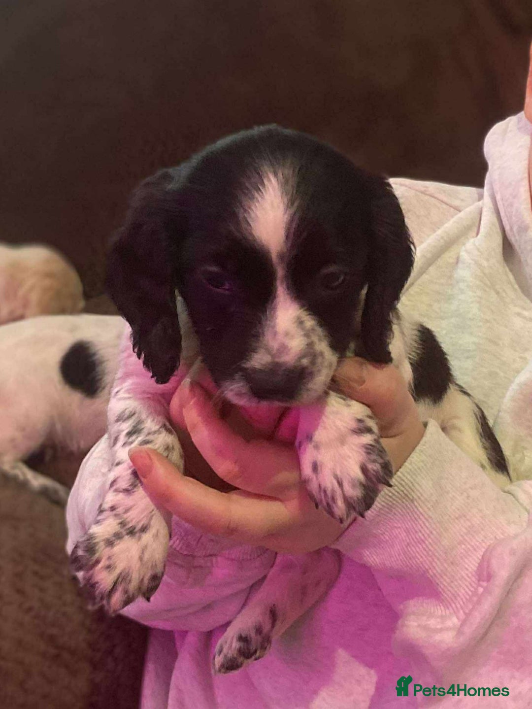 Bocker dogs for sale: Bocker puppies  - Image 6