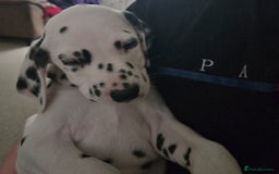 Dalmatian dogs for sale: 3 x male Dalmatian ready for 4eva homes. - Image 6