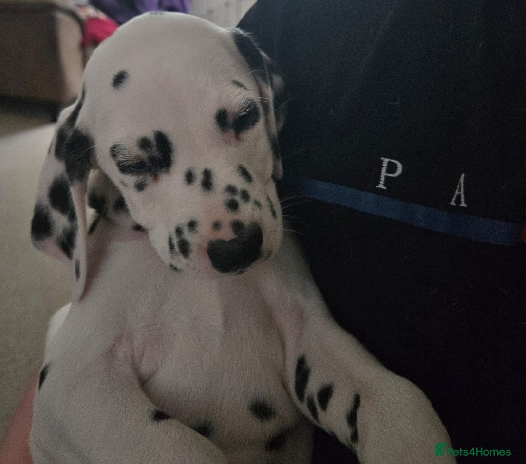 Dalmatian dogs for sale: 3 x male Dalmatian ready for 4eva homes. - Image 6