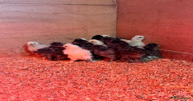 Chickens poultry Silkie Chicks - Advert 16