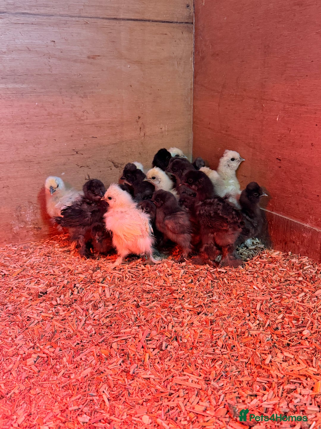 Chickens poultry for sale: Silkie Chicks - Advert 2