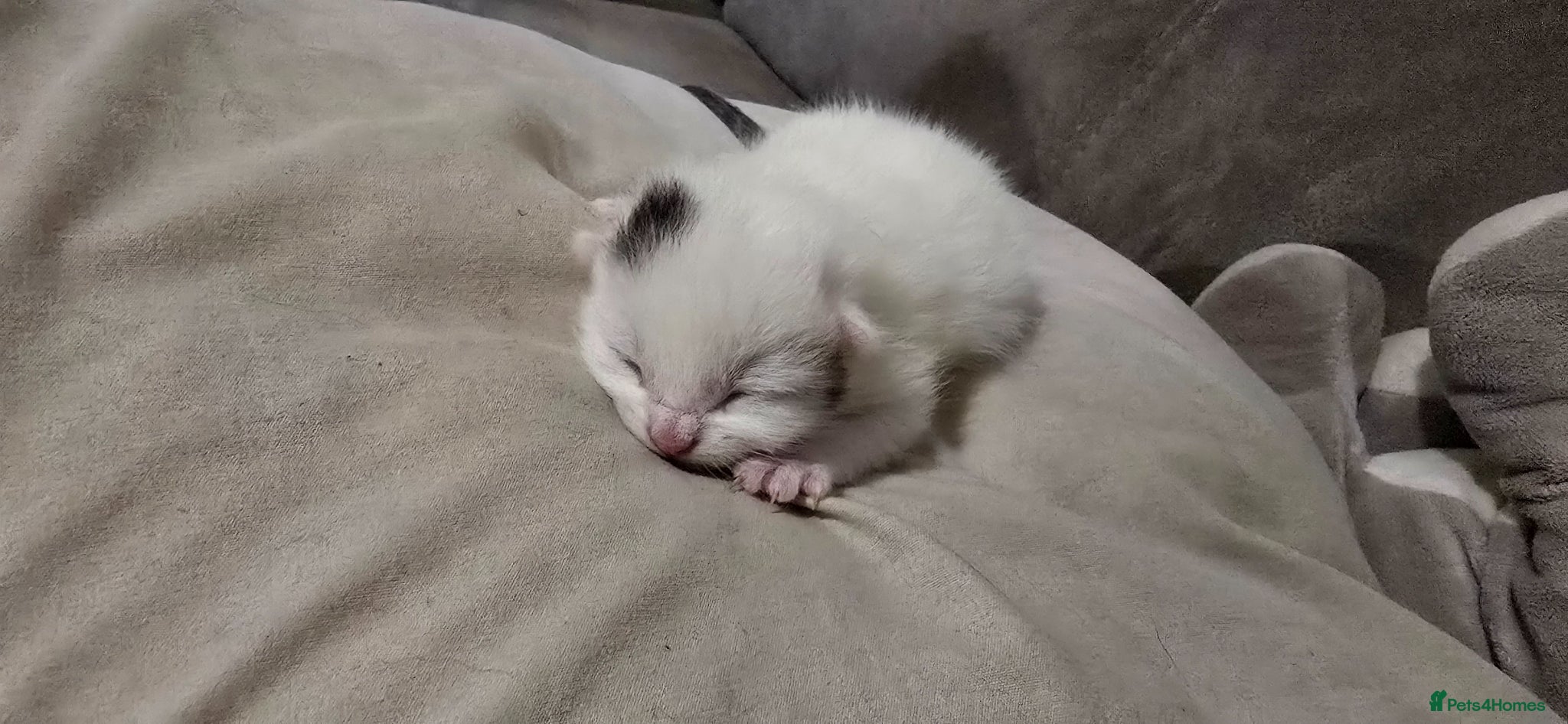 Mixed Breed cats Kittens have landed! - Advert 11