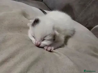 Mixed Breed cats Kittens have landed! - Advert 11