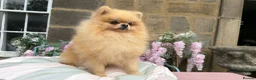 Pomeranian dogs for sale: Teddy Bear Pomeranians  - Advert 21