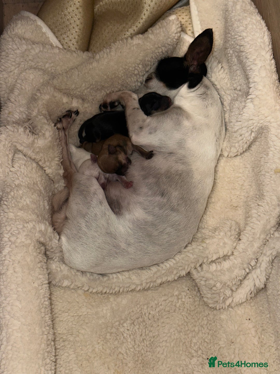Chihuahua dogs for sale: Chihuahua pups  - Image 6