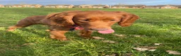 Cockapoo dogs for sale: Quinn aged 4 looking for forever home  - Advert 3
