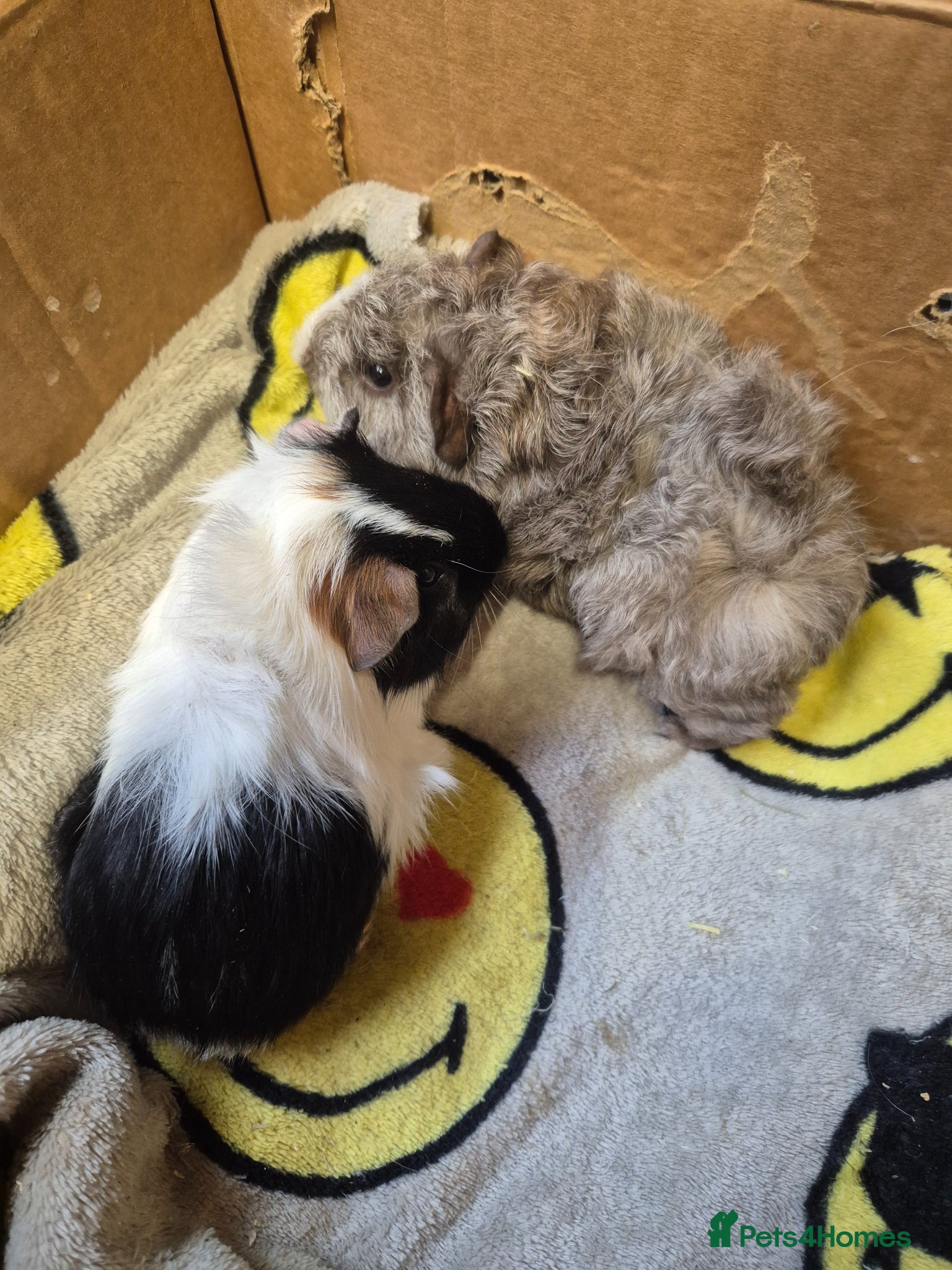 Guinea Pig rodents Pair of Baby Male Guinea Pigs For Sale  - Advert 1