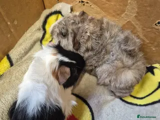 Guinea Pig rodents Pair of Baby Male Guinea Pigs For Sale - Advert 1