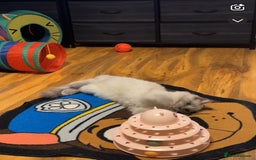 Ragdoll cats for sale: Blue mink Male Ragdoll  - Image 4