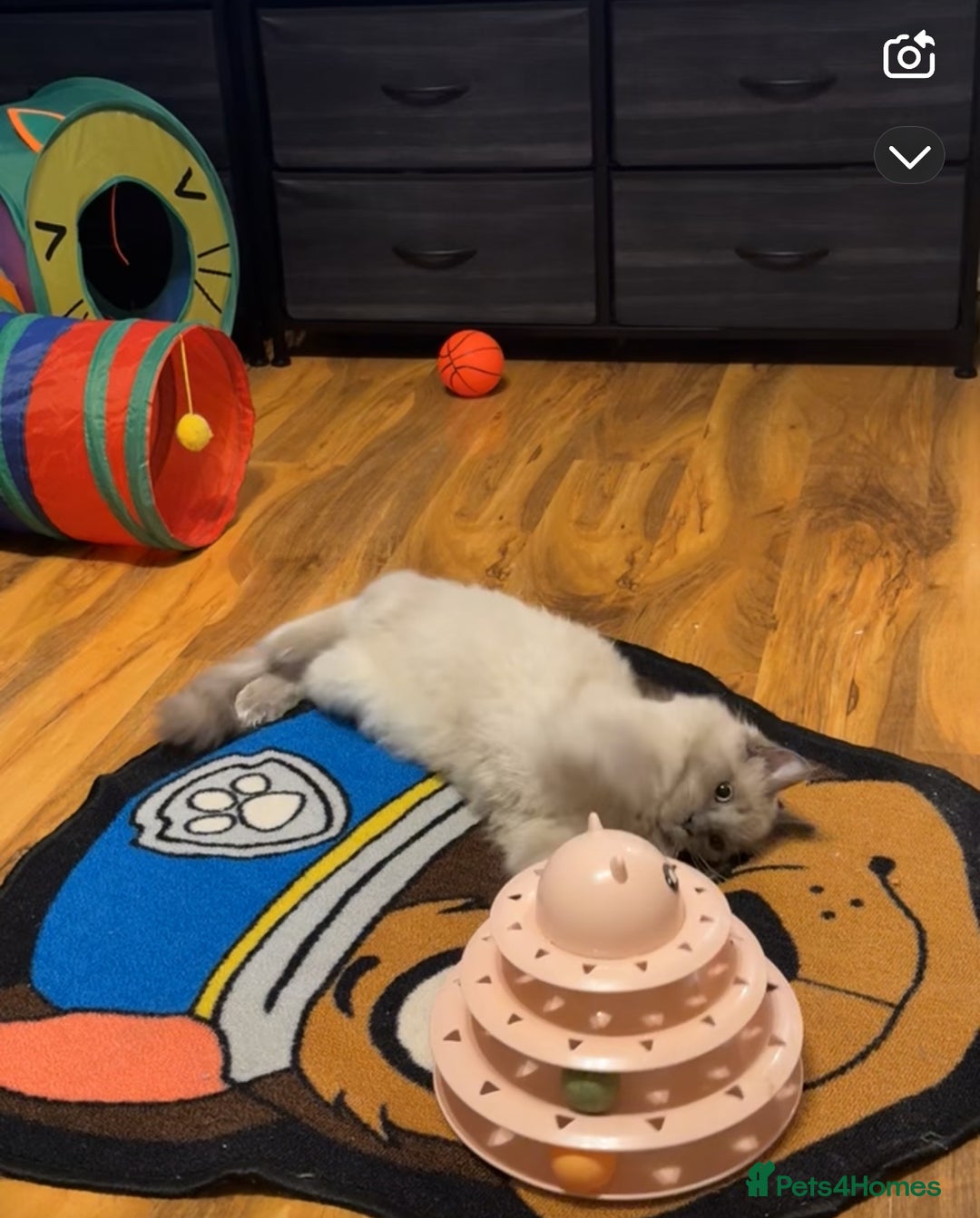 Ragdoll cats for sale: Blue mink Male Ragdoll  - Image 4