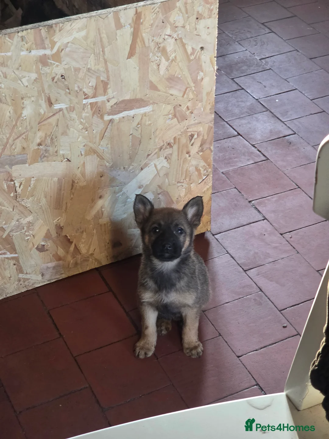 German Shepherd dogs for sale: German shepherd puppies - Advert 11