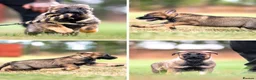 German Shepherd dogs for sale: Working line KC GSD pups  - Advert 10