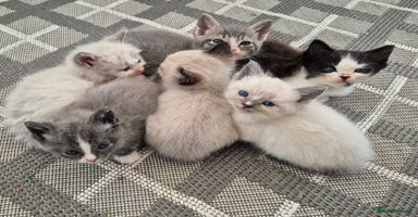 Ragdoll cats - Advert 3
