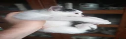 Mixed Breed cats for sale: Persian mix and Persian kittens in London - Advert 24