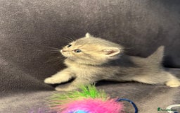 British Shorthair cats for sale: TICA Chunky Golden/Blue Golden BritishSH kittens  - Image 7