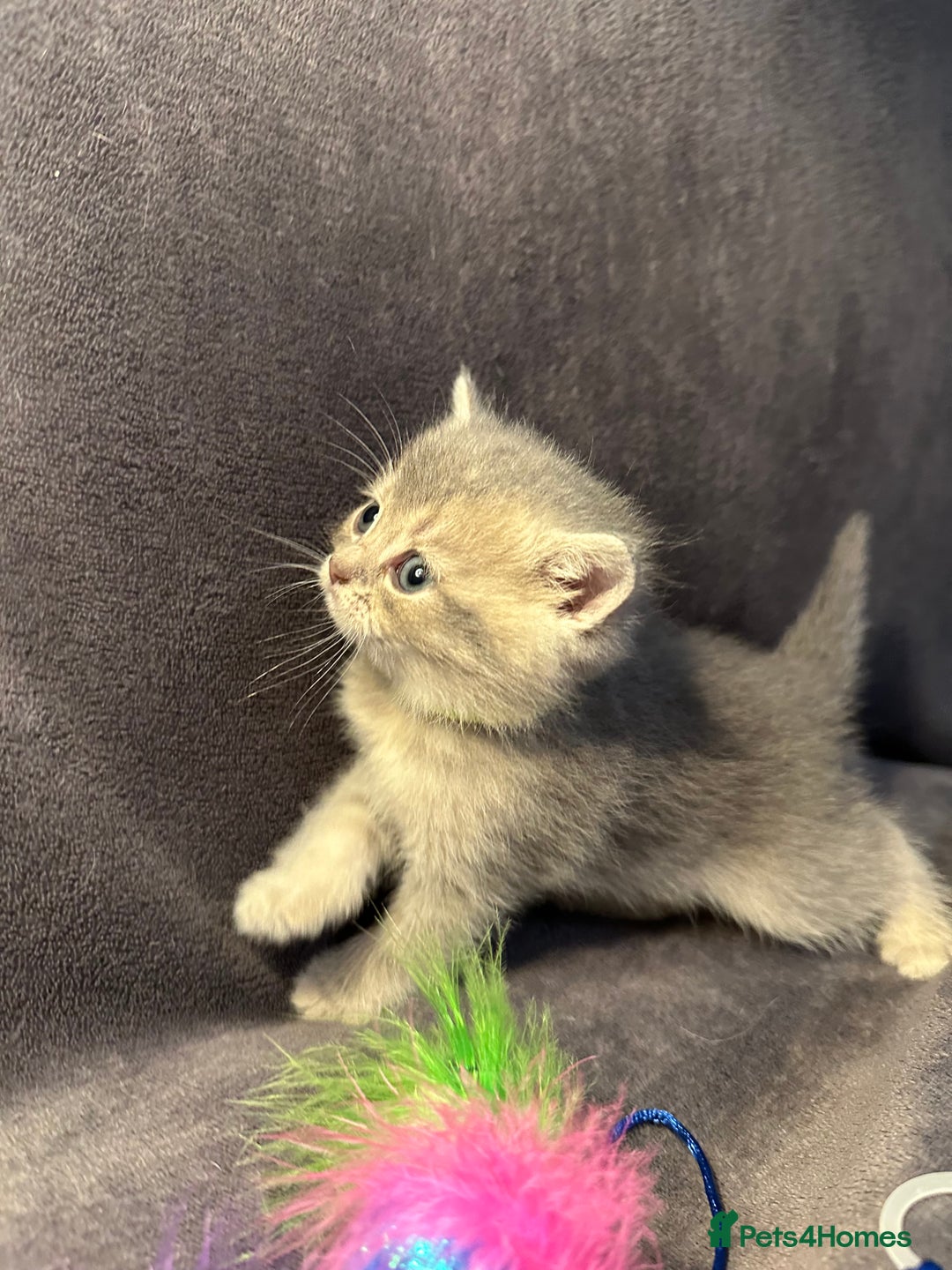 British Shorthair cats for sale: TICA Chunky Golden/Blue Golden BritishSH kittens  - Image 7