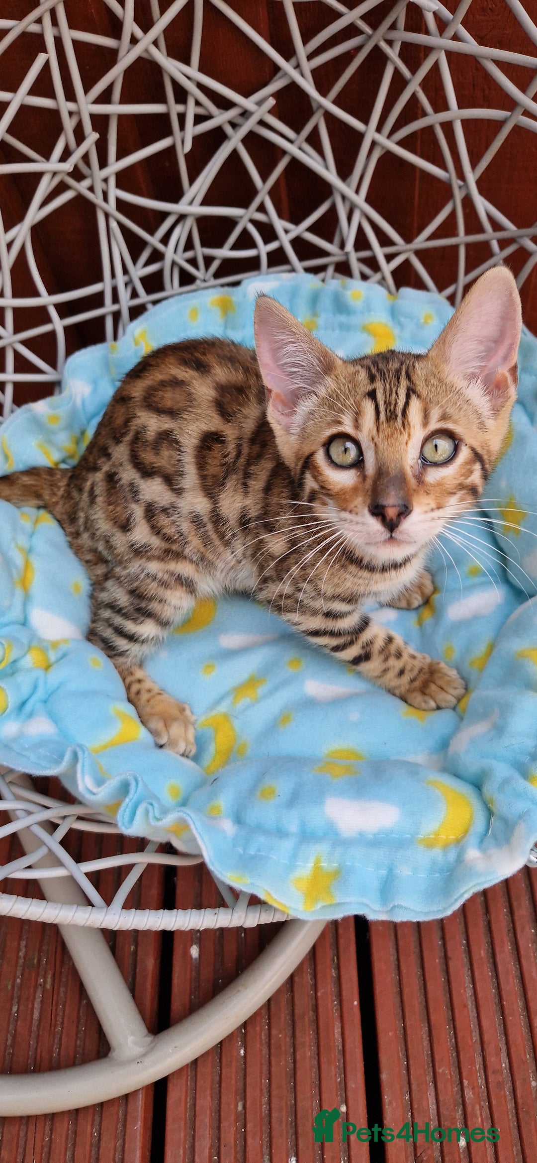 Bengal cats for sale: Amazing Bengal kittens 🥰 last boy left ❤️ in Corby - Image 29