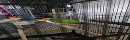 Parrots birds for sale: Pair of Bonded Caique Parrots - Advert 9