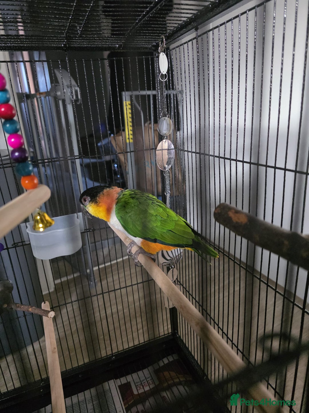 Parrots birds for sale: Pair of Bonded Caique Parrots - Advert 9