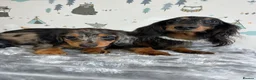 Miniature Dachshund dogs for sale: Long Haired Miniature Dachshund puppies,  - Advert 10