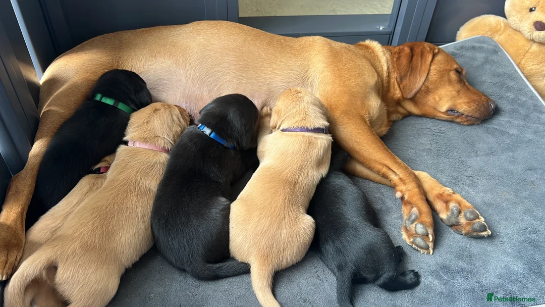 Labrador Retriever dogs for sale: Superb pedigree KC reg Labrador Retriever Puppies - Advert 24