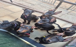 Mixed Breed dogs for sale: Laizhou Hong - Chinese Red Dog puppies - Image 2
