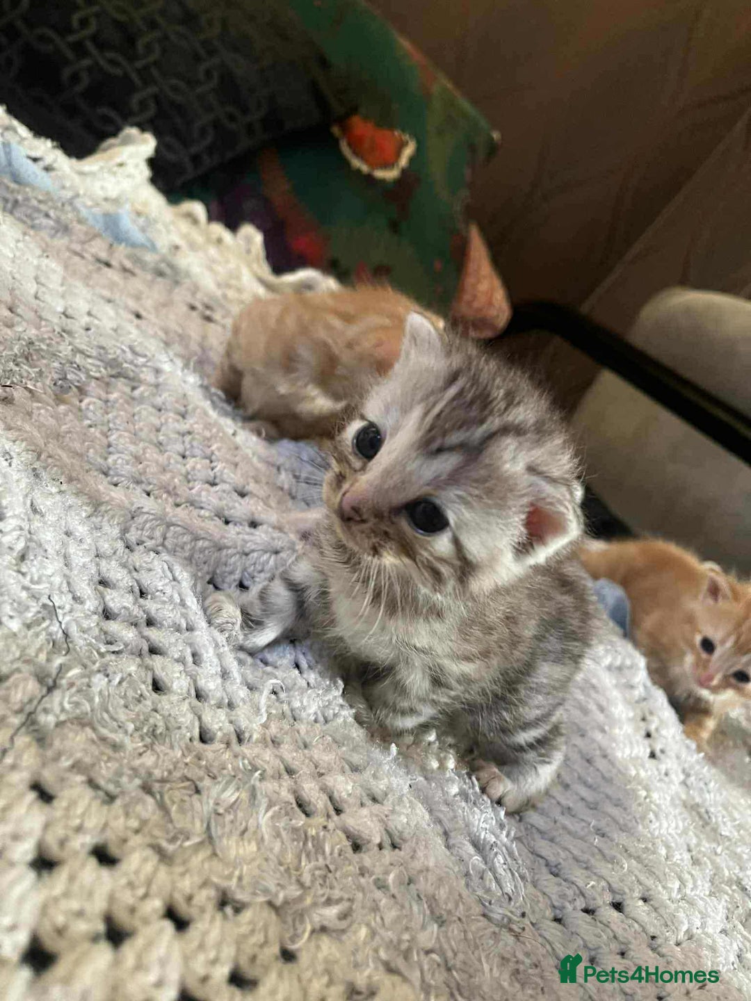 Mixed Breed cats for sale: Beautiful bengal cross kittens - Advert 2