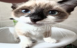 Mixed Breed cats for sale: Ragdoll X & Black kittens for sale.  - Image 5