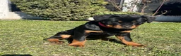 Rottweiler dogs for sale: Top German Rottweiler - Advert 17