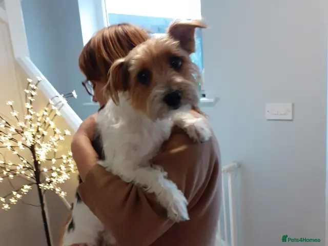 Mixed Breed dogs 🐾🍪 COOKIE 🍪🐾 - A small boy for a Loving Home - Advert 1