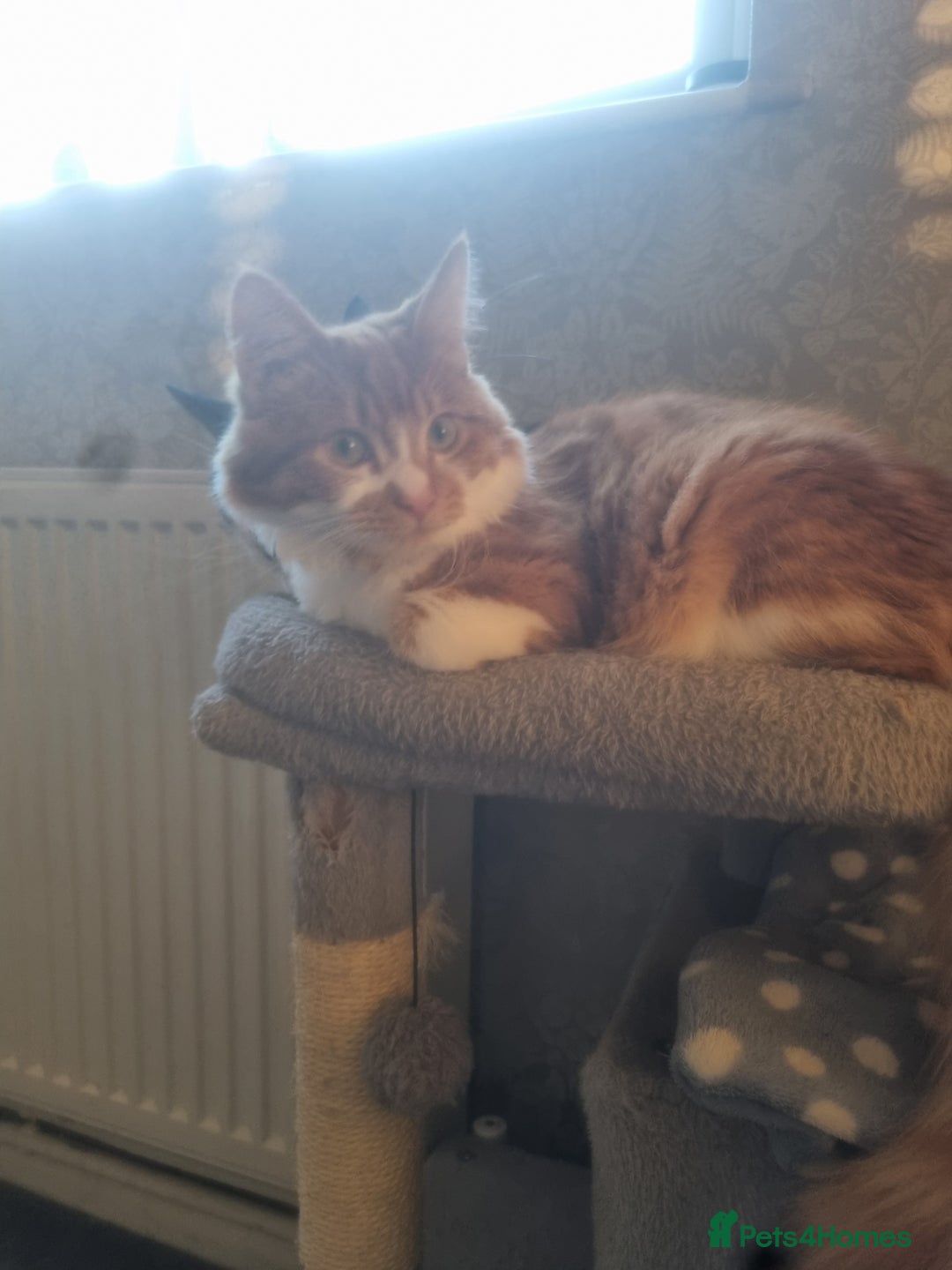 Maine Coon cats for sale: Ginger male maine coon mix - Image 2