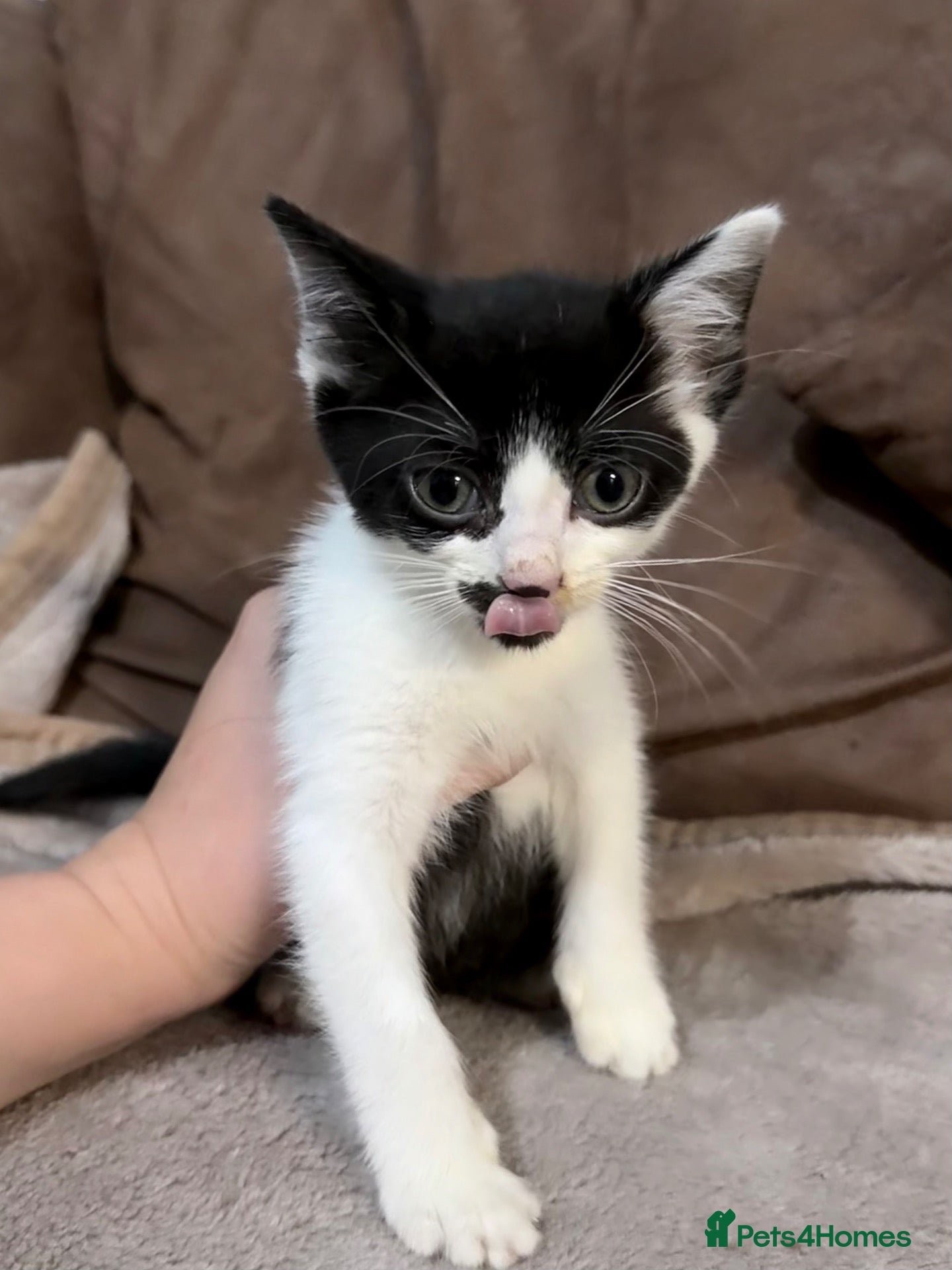 Mixed Breed cats for sale: Beautiful black and white female kitten  - Advert 1
