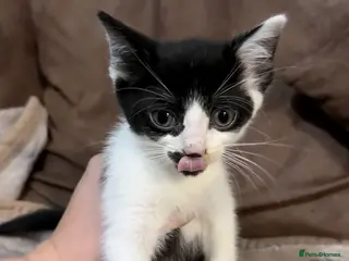 Mixed Breed cats 3 beautiful sister kittens waiting for loving home - Advert 1